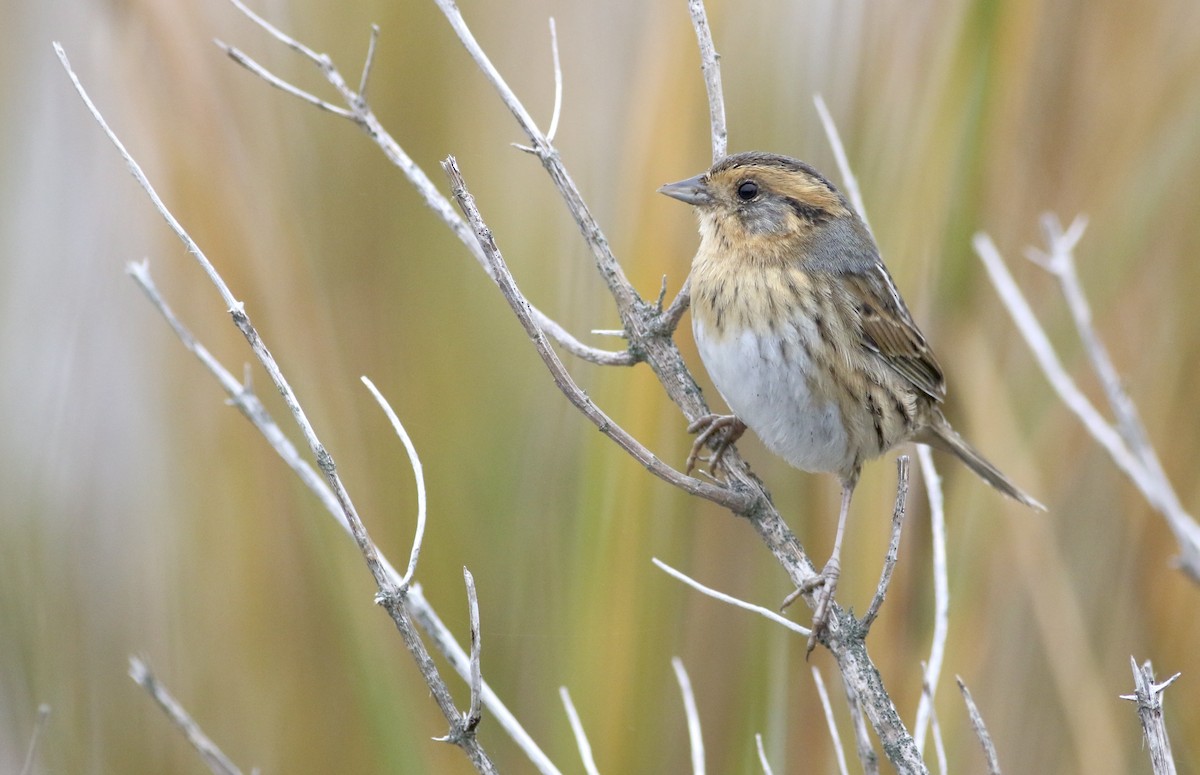 Nelson's Sparrow - ML645239247