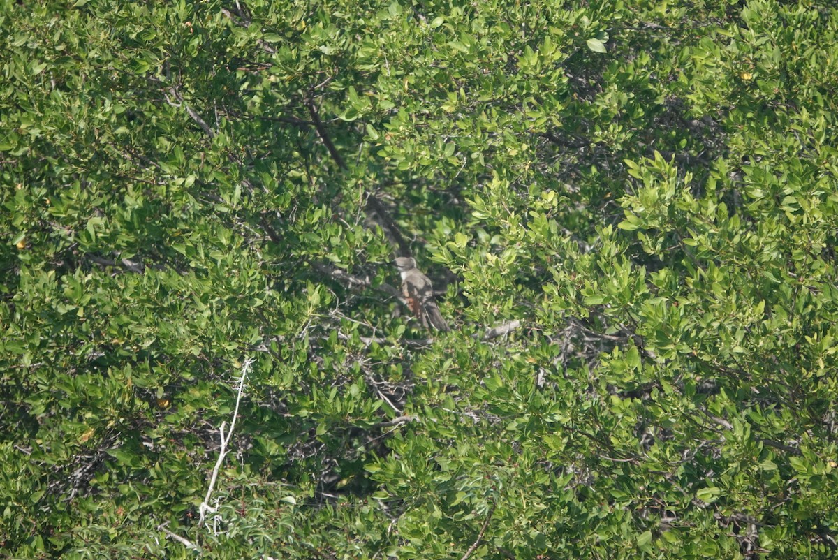 Yellow-billed Cuckoo - ML645239249
