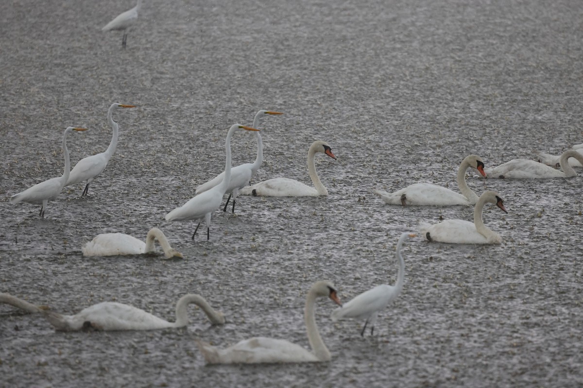 Great Egret - ML645239250