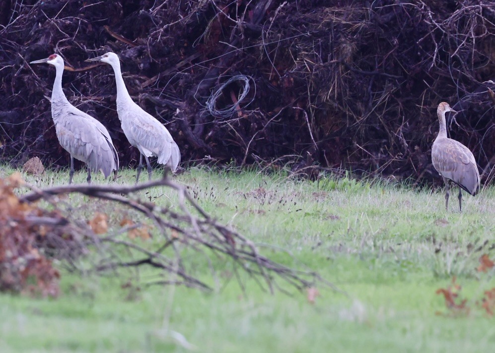 Kanadakranich (tabida/rowani) - ML645239251