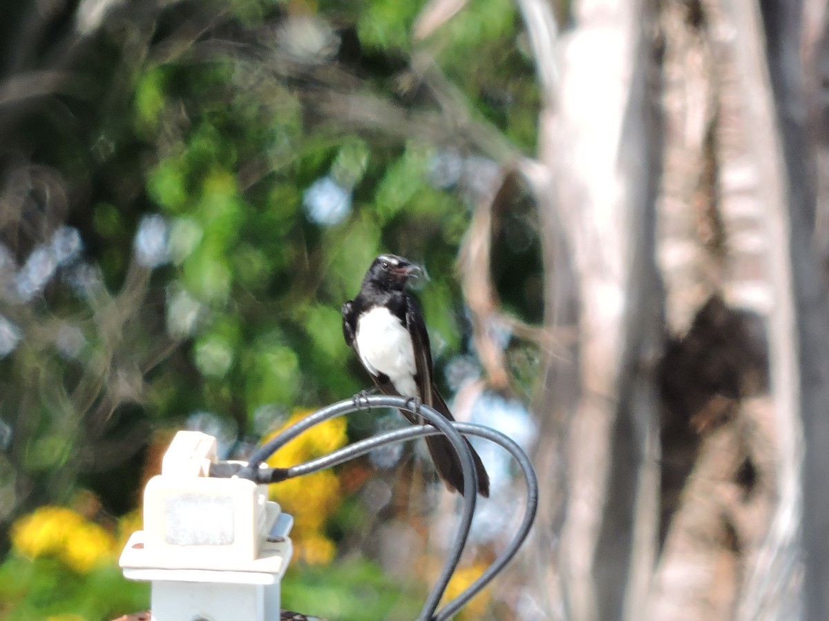 Willie-wagtail - ML645239252