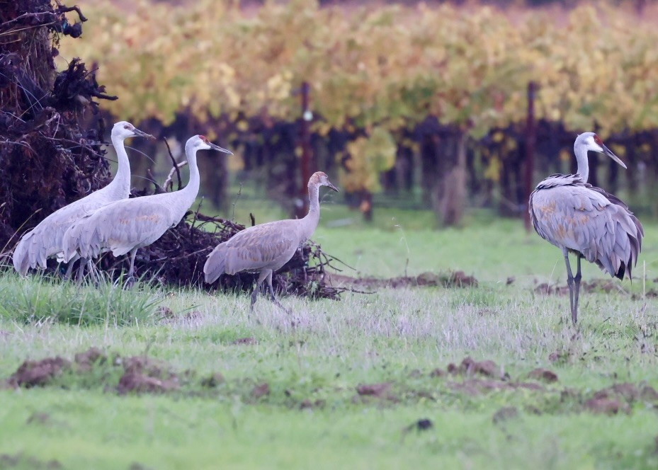 Kanadakranich (tabida/rowani) - ML645239256