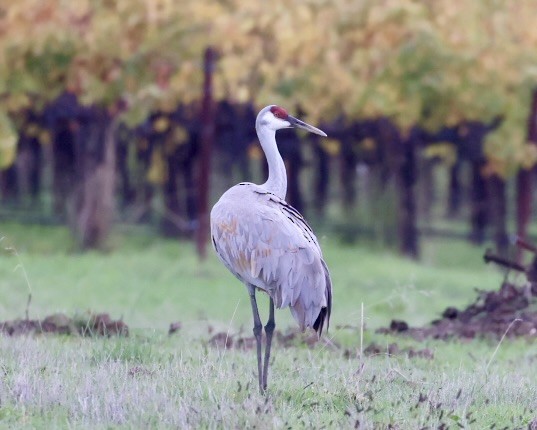 Kanadakranich (tabida/rowani) - ML645239261