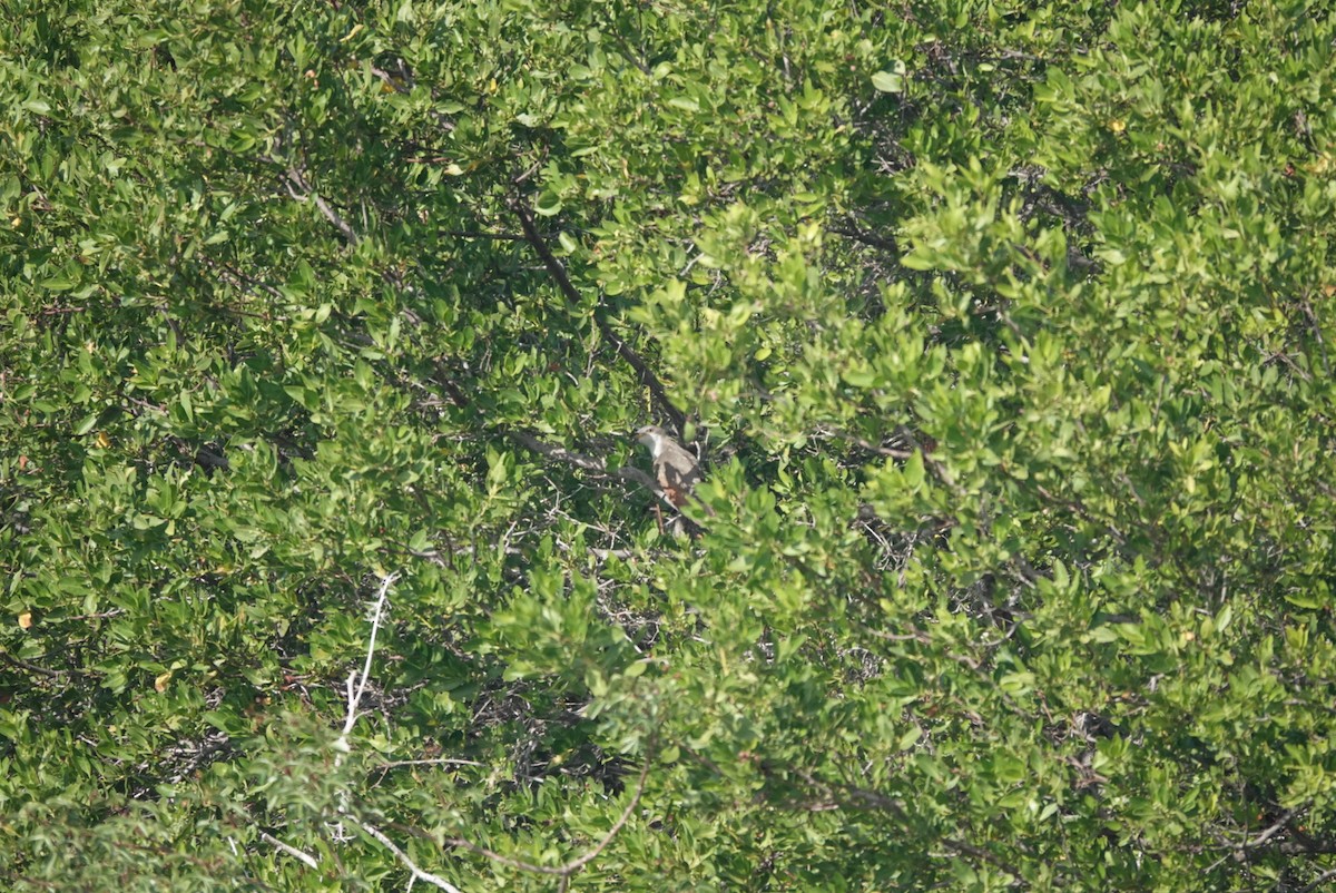 Желтоклювая пиайя - ML645239262