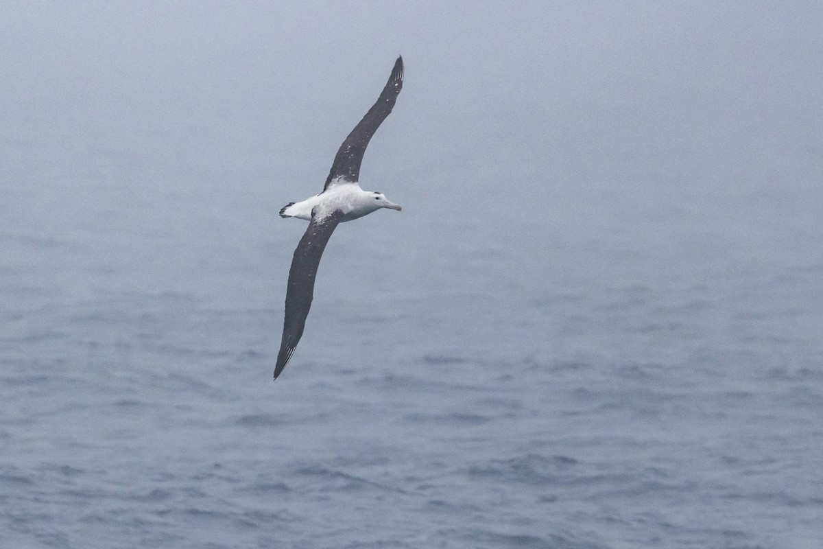 Antipodean Albatross (New Zealand) - ML645239263