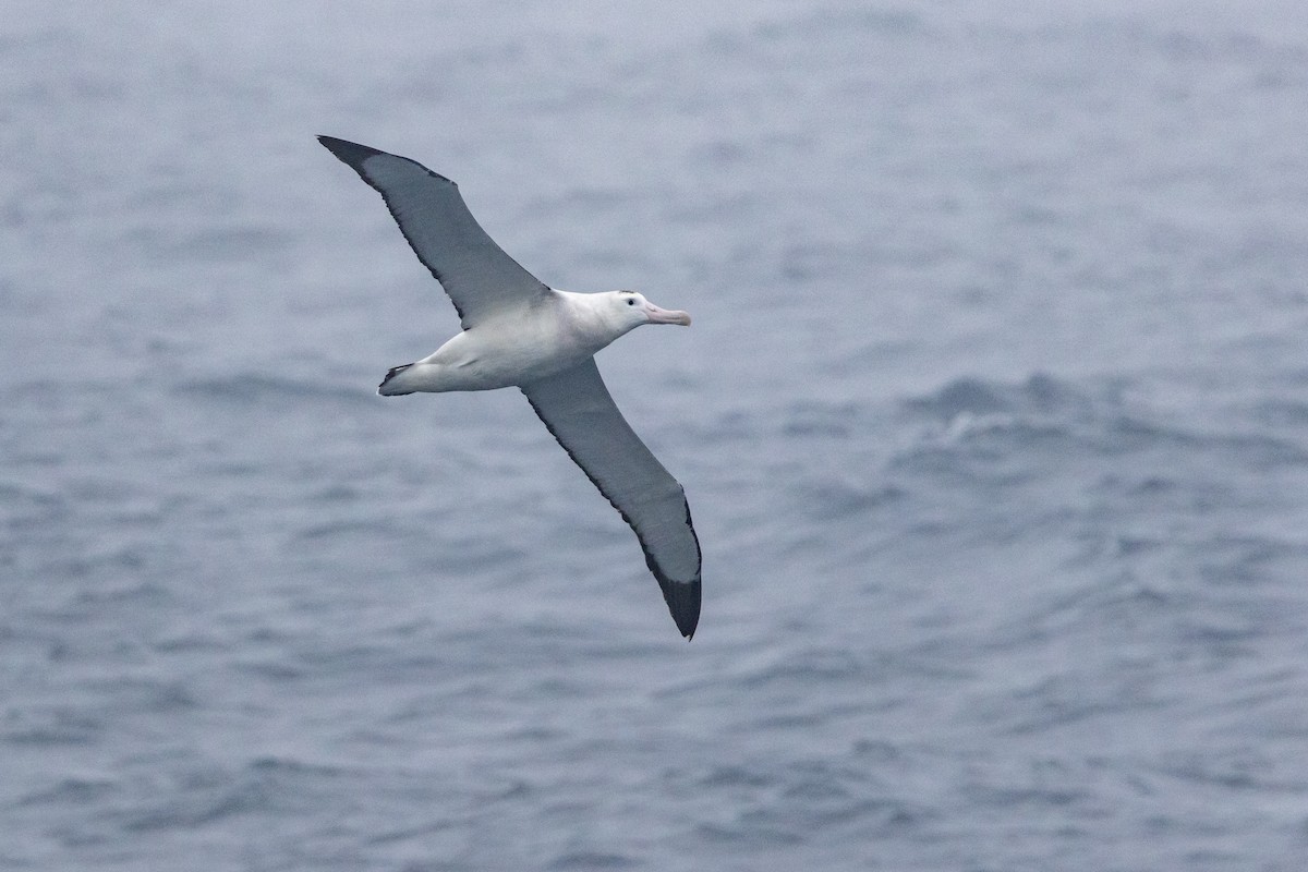 Antipodean Albatross (New Zealand) - ML645239264