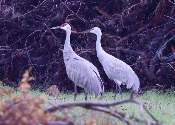 Kanadakranich (tabida/rowani) - ML645239265