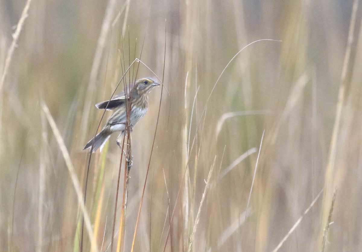 Nelson's Sparrow - ML645239269
