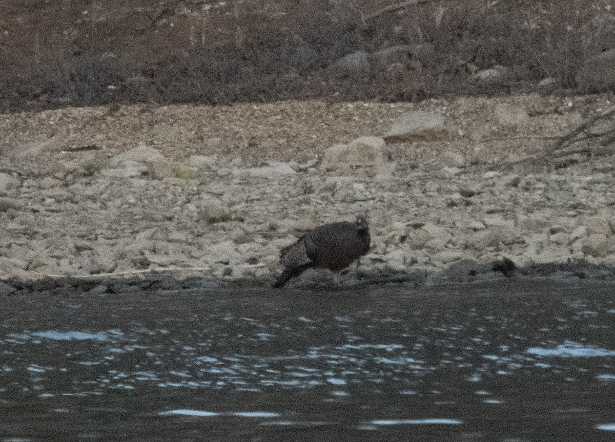 Wild Turkey - ML645239276