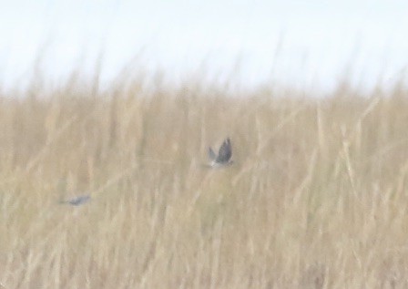 Cave Swallow - ML645239277