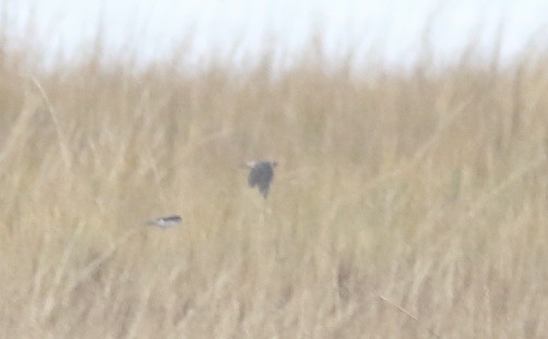 Cave Swallow - ML645239278