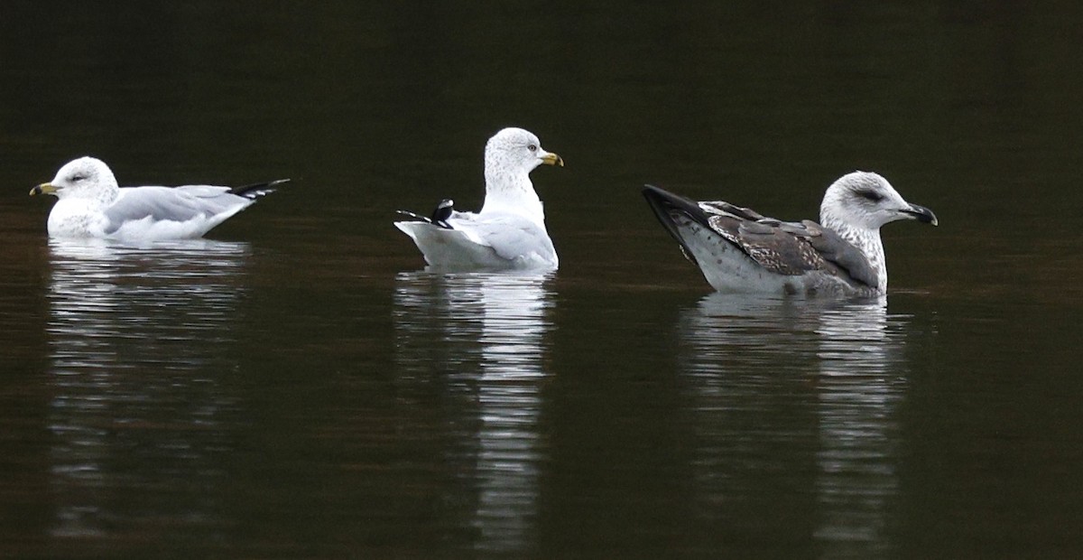 Zafferano - ML645239284