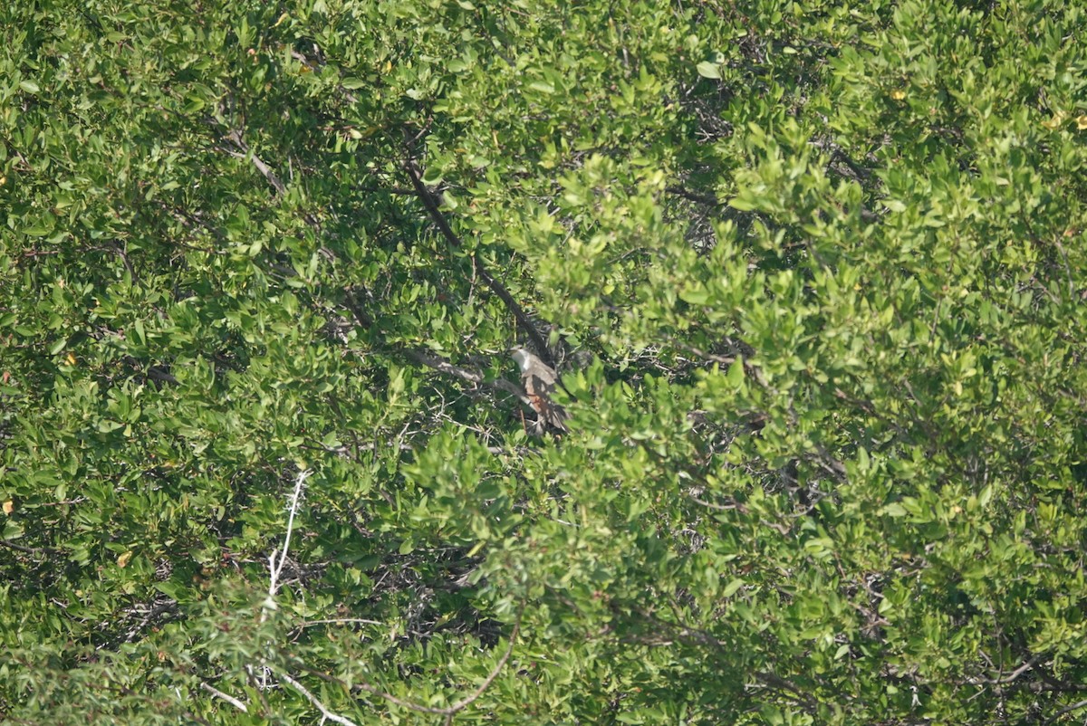 Желтоклювая пиайя - ML645239285