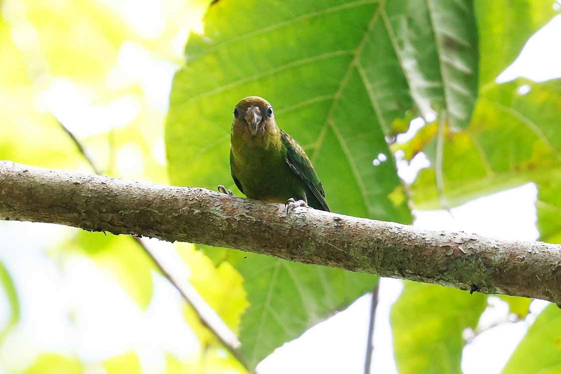 Yellow-capped Pygmy-Parrot - ML645239299