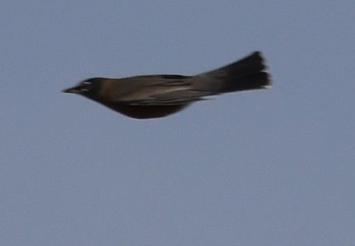 Странствующий дрозд - ML645239301