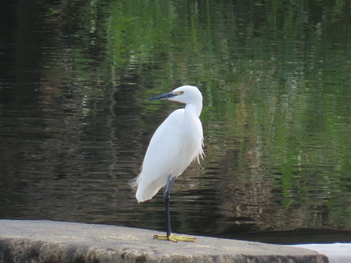 Little Egret - ML645239303