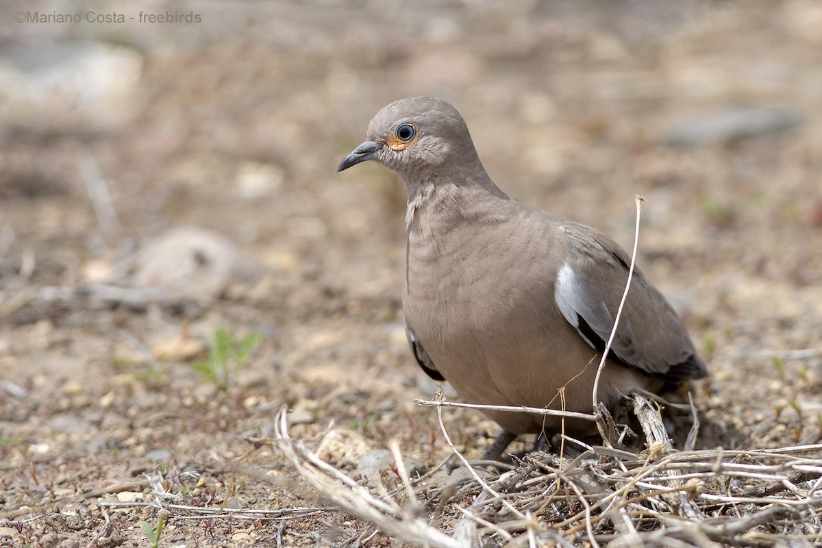 Black-winged Ground Dove - ML645239307