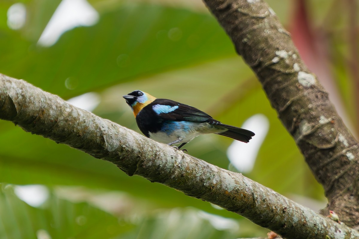 Golden-hooded Tanager - ML645239314
