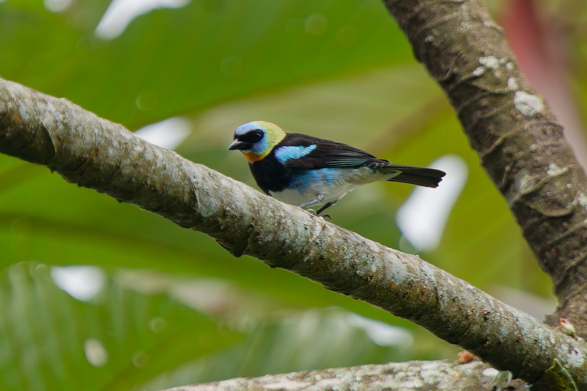Golden-hooded Tanager - ML645239315