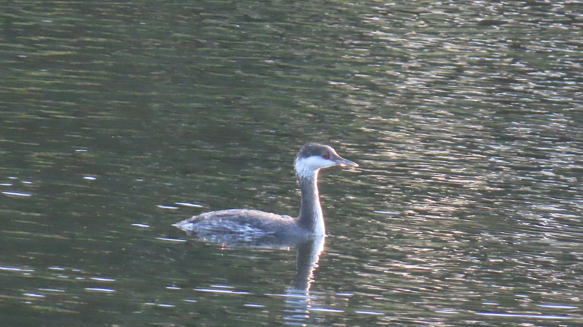 Txilinporta urrebelarria - ML645239319