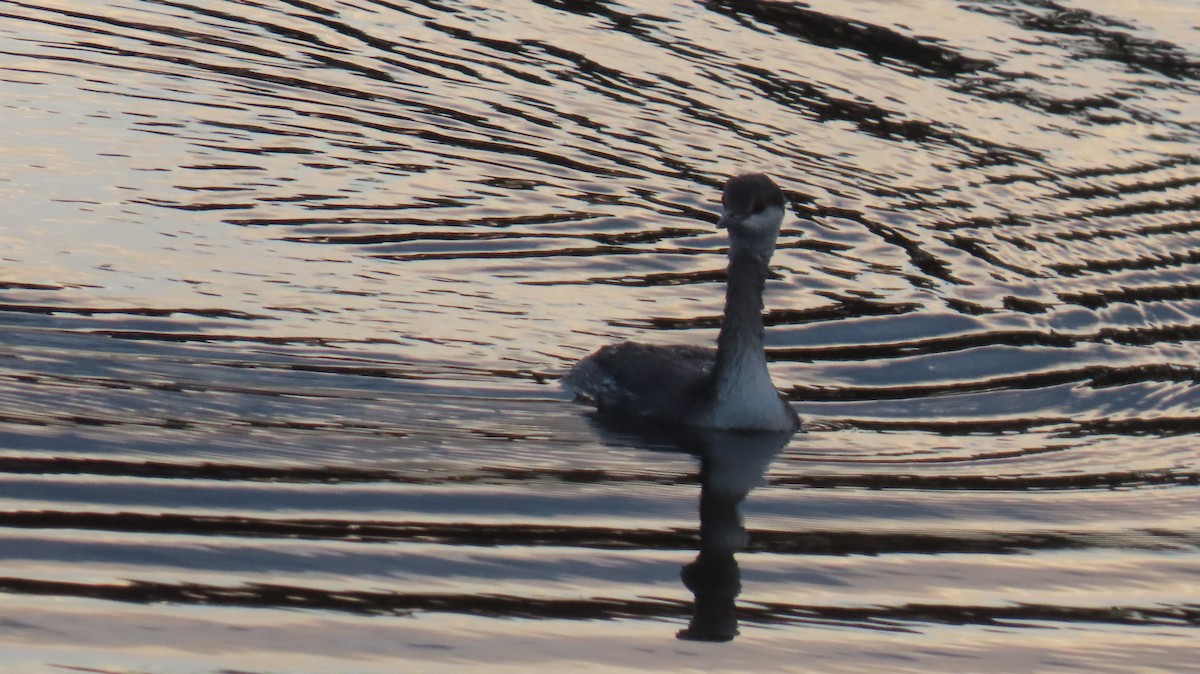 Txilinporta urrebelarria - ML645239320