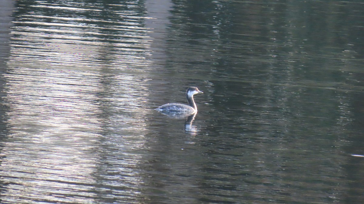 Txilinporta urrebelarria - ML645239321