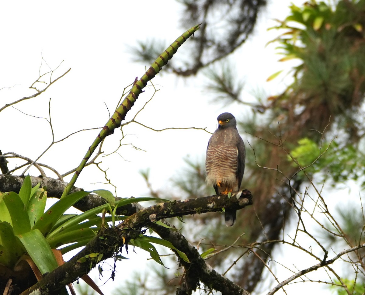 Yol Şahini - ML645239322