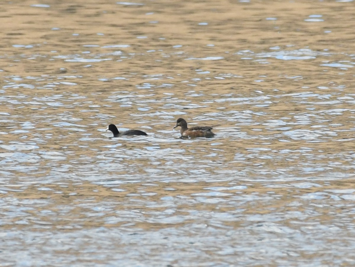 hvízdák americký - ML645239335