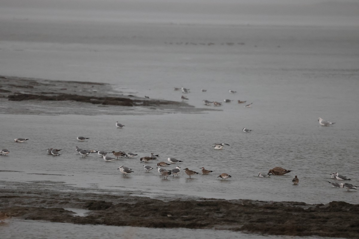 ワライカモメ - ML645239336