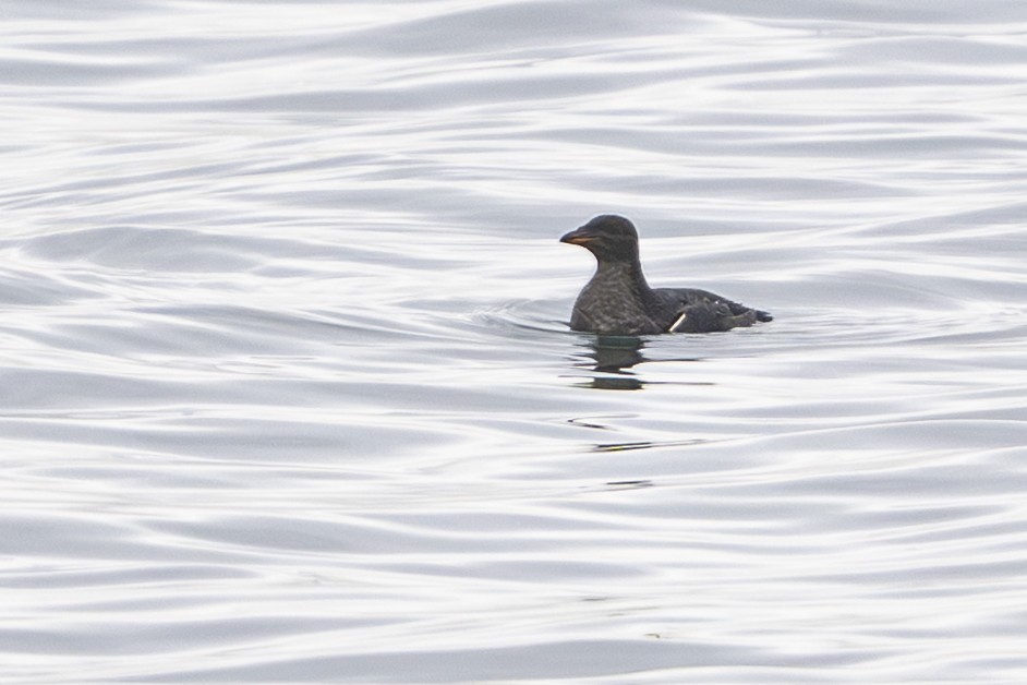 ウトウ - ML645239337