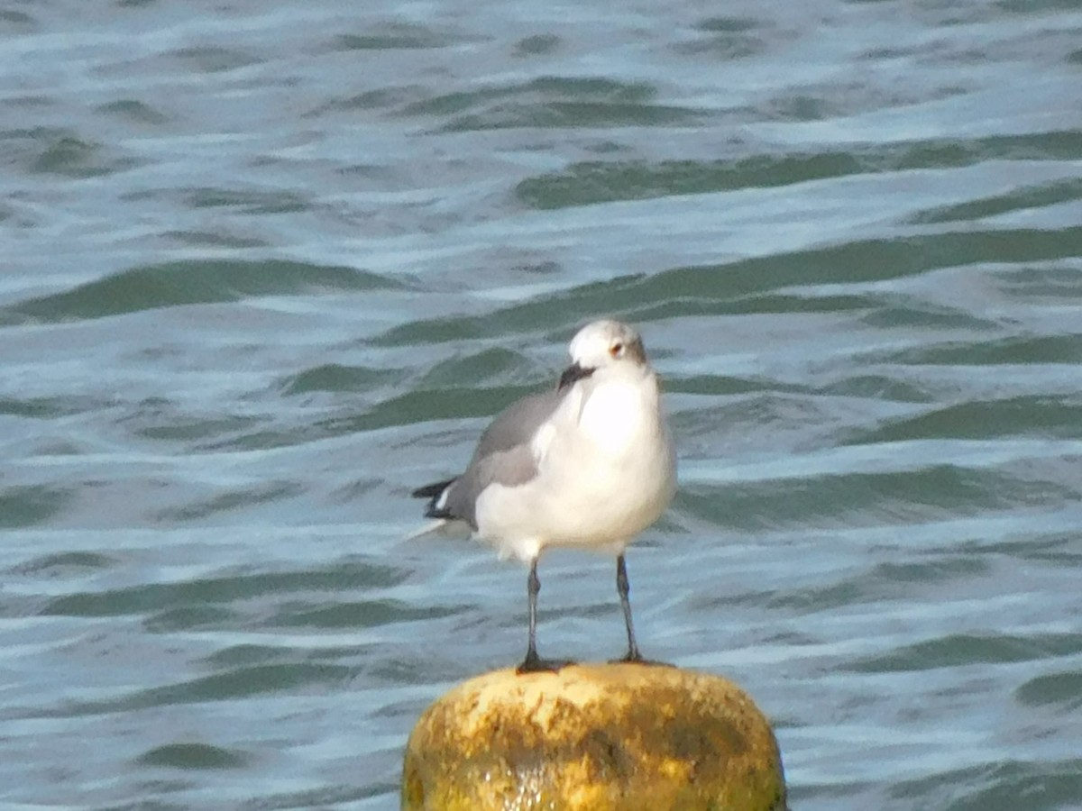 ワライカモメ - ML645239338