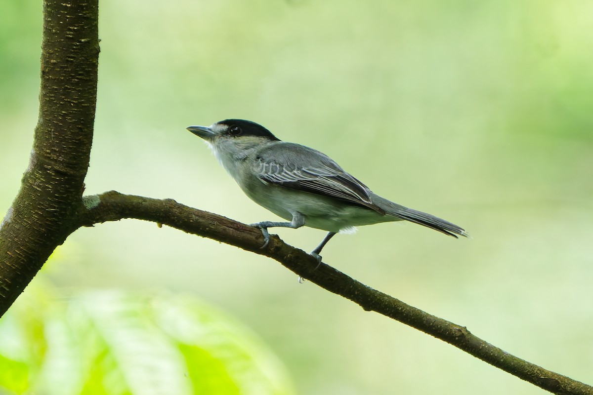 メスアカカザリドリモドキ - ML645239339