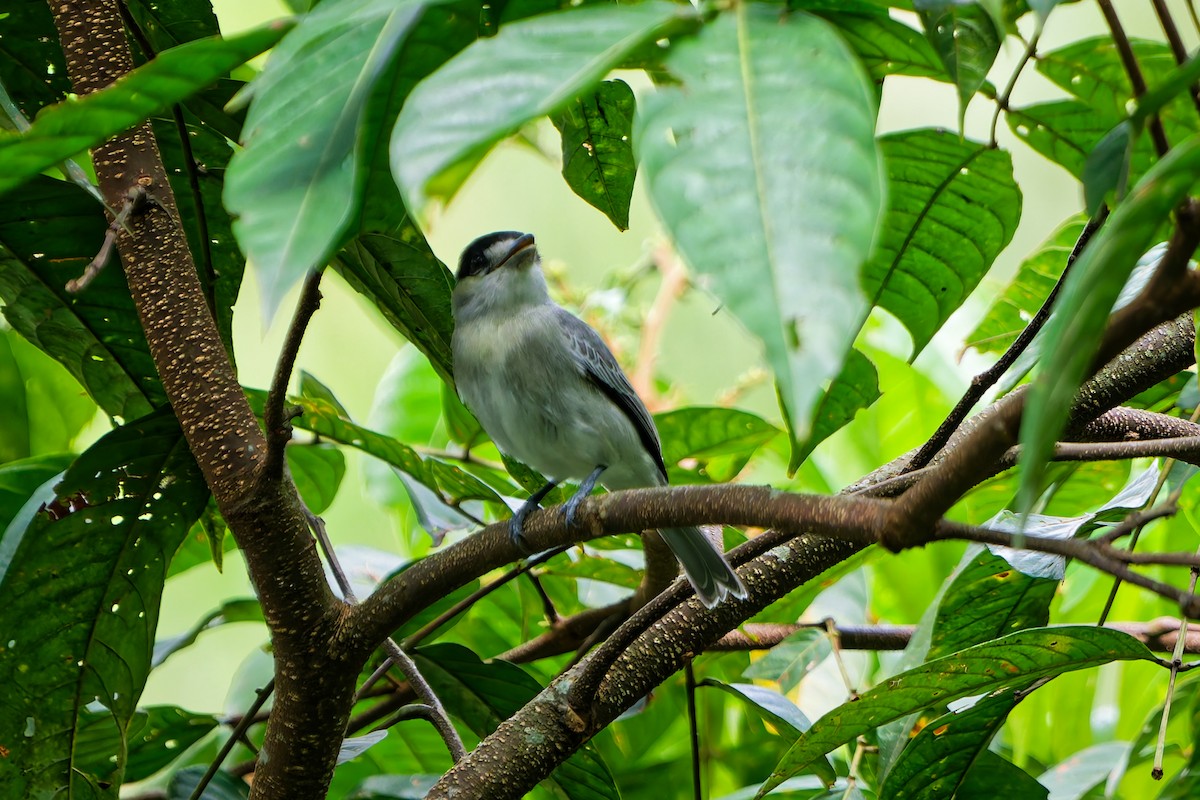 メスアカカザリドリモドキ - ML645239340