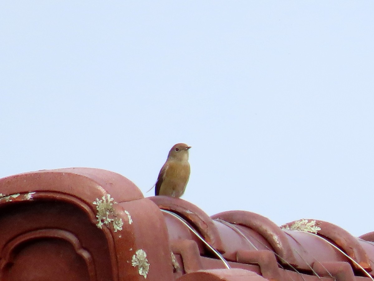 ジョウビタキ - ML645239348