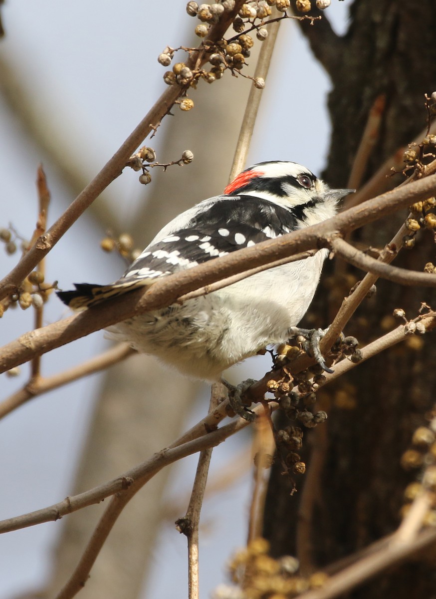 セジロコゲラ - ML645239349