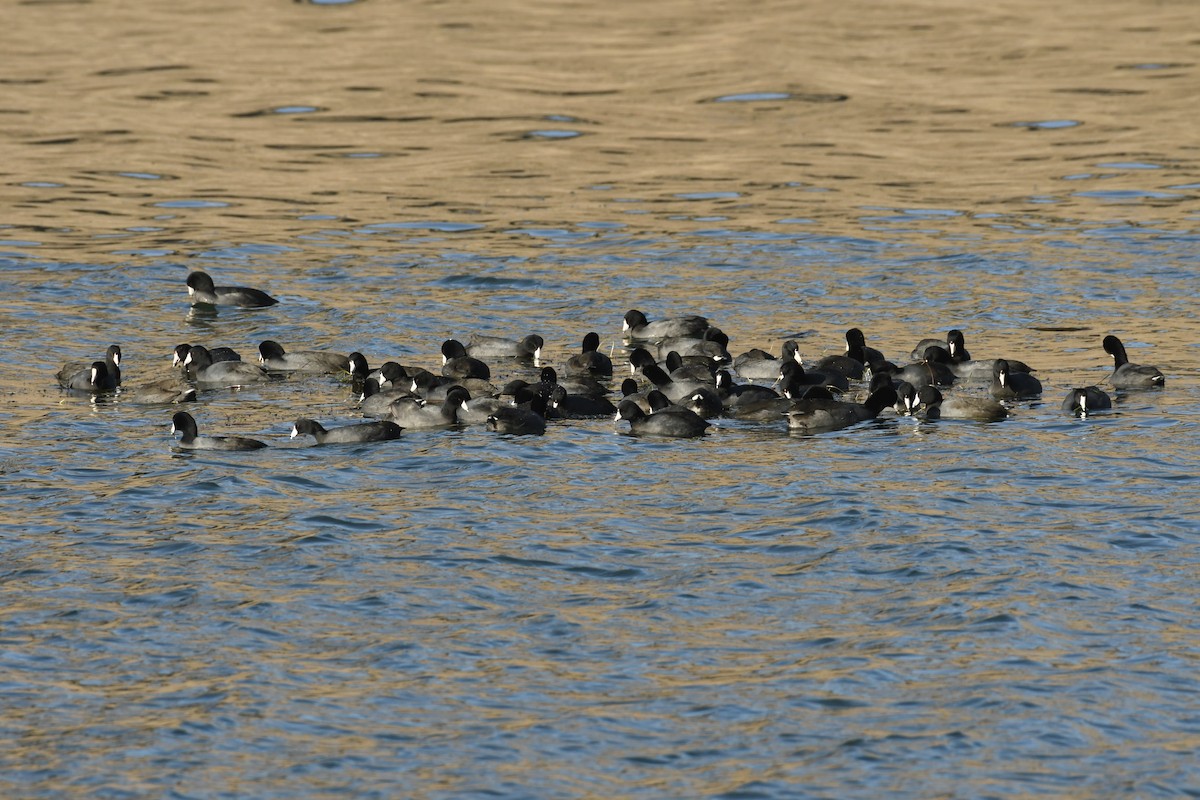 アメリカオオバン - ML645239350