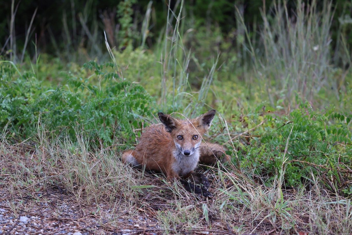 Eastern American Red Fox - ML645239352