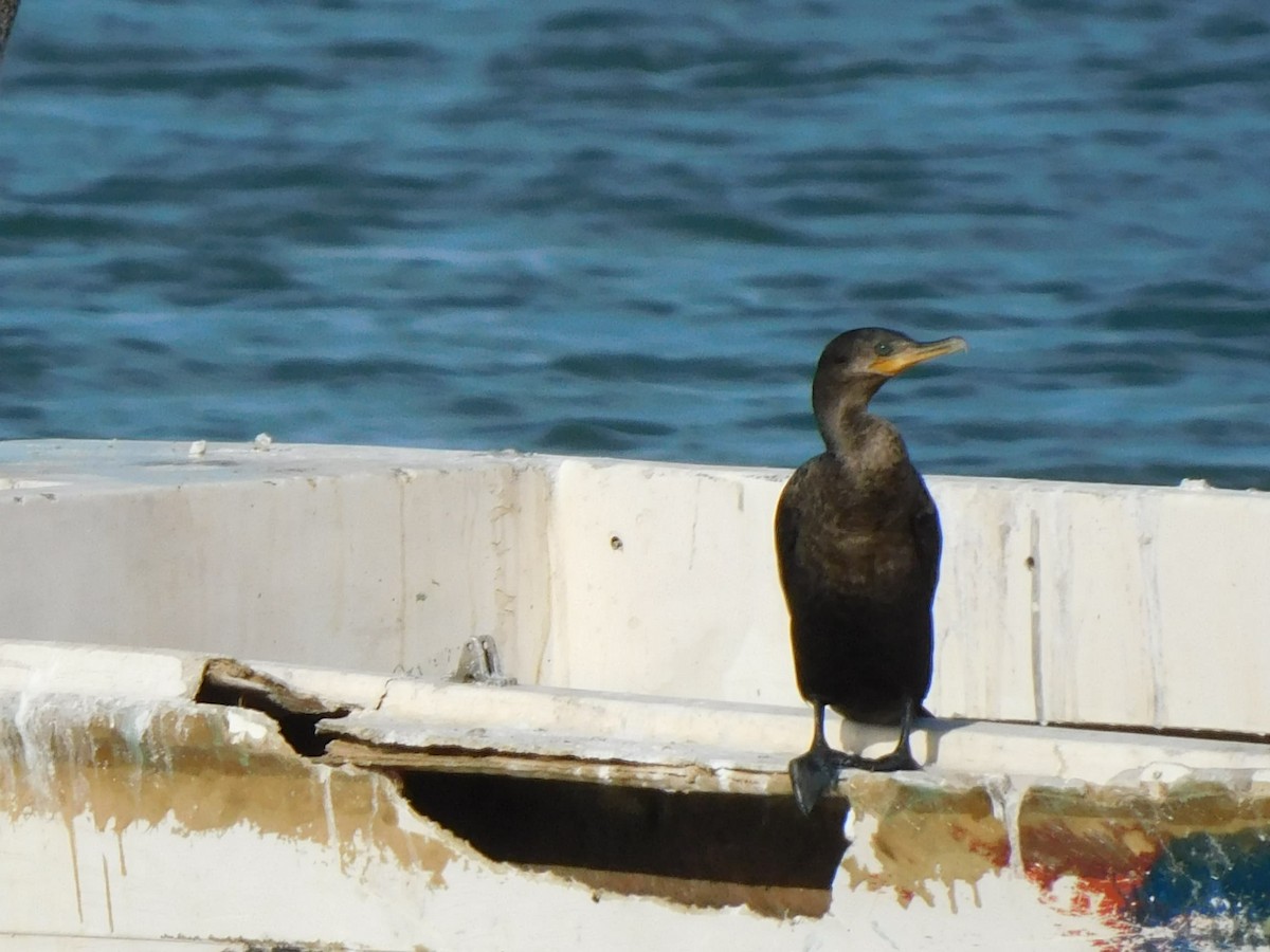 ナンベイヒメウ - ML645239354