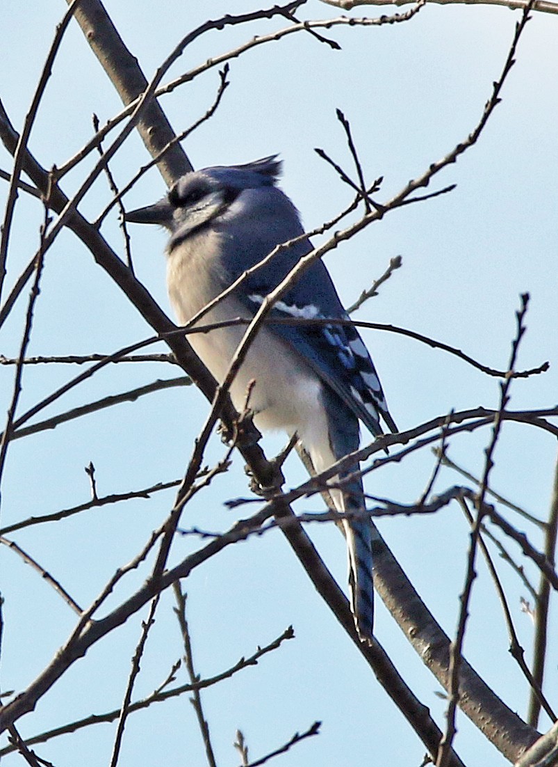 アオカケス - ML645239356