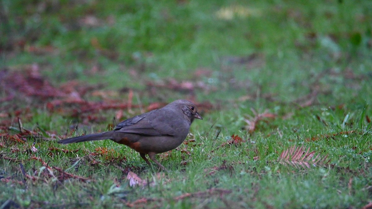 カリフォルニアムジトウヒチョウ - ML645239357