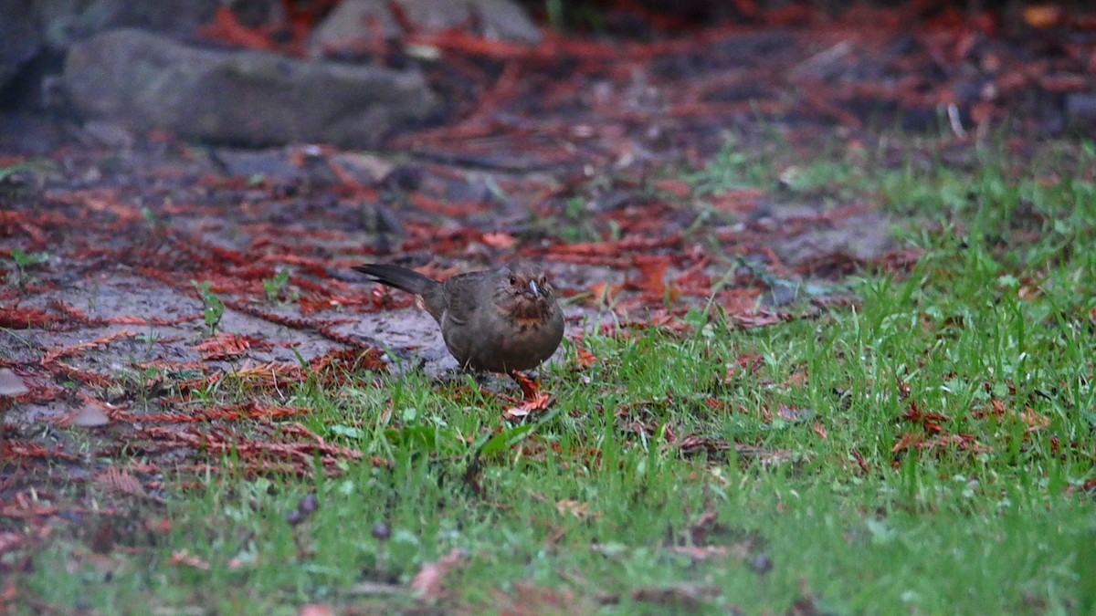 カリフォルニアムジトウヒチョウ - ML645239358