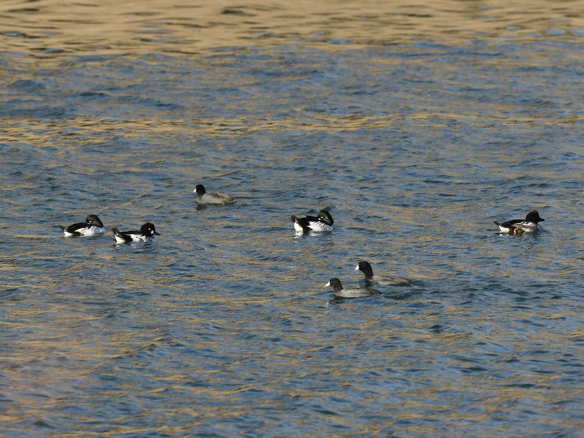 ホオジロガモ - ML645239359