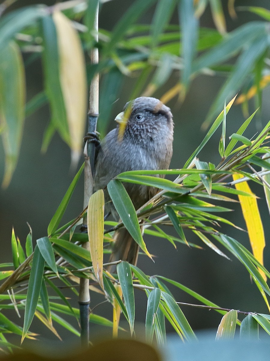 ヒマラヤダルマエナガ - ML645239361