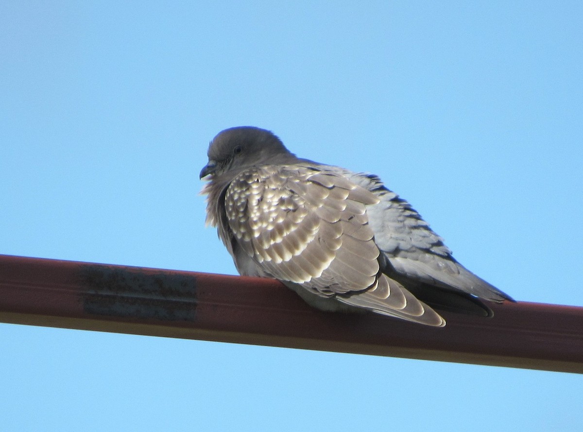 シロボシバト - ML645239362