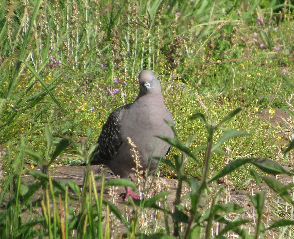 シロボシバト - ML645239363