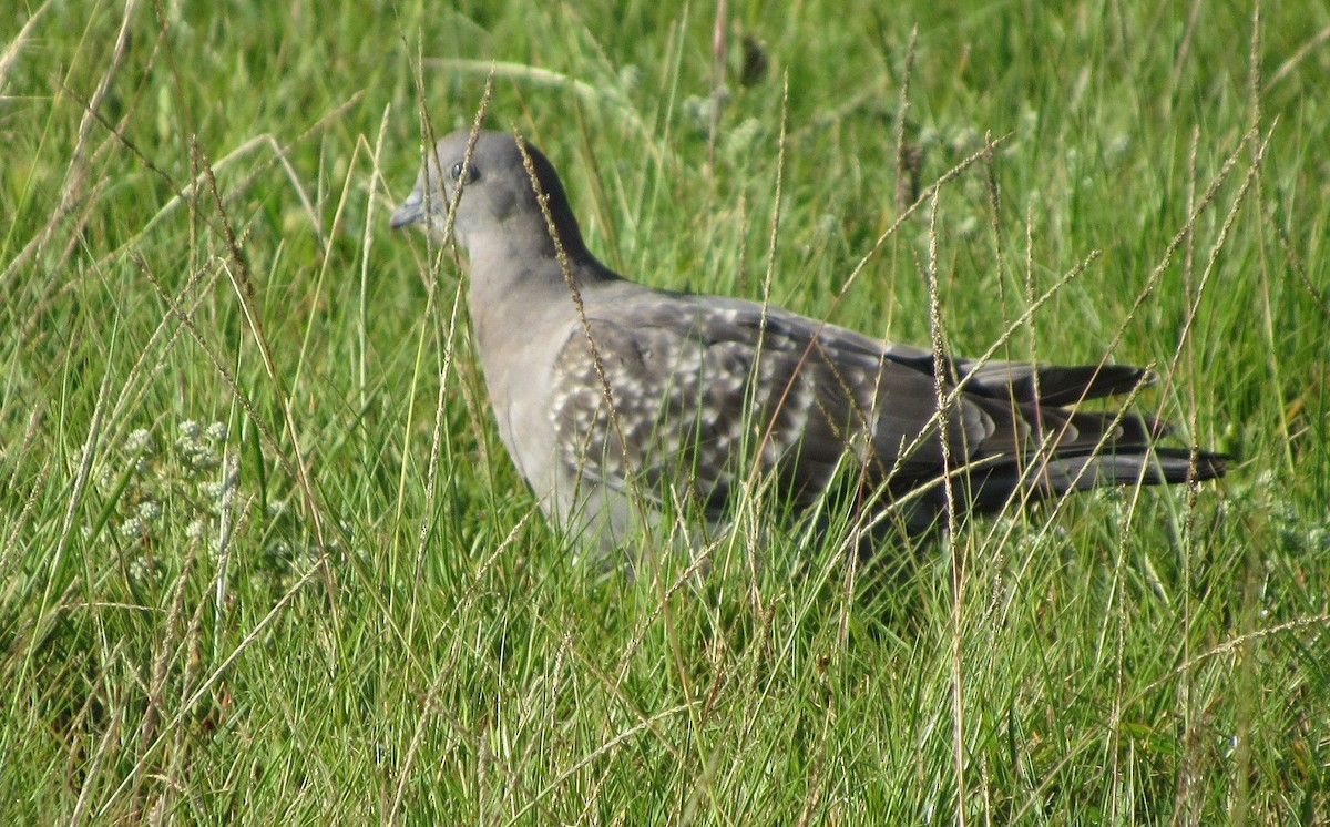 シロボシバト - ML645239364