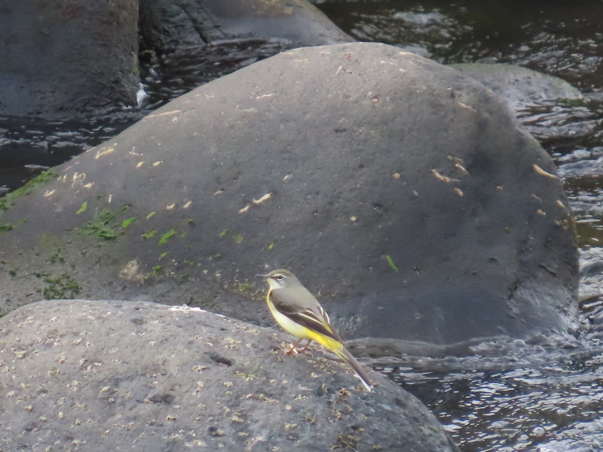 キセキレイ - ML645239366