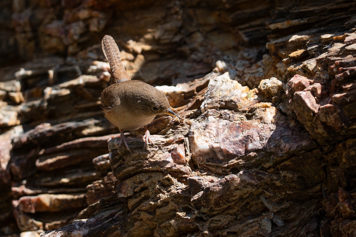 Southern House Wren - ML645239368