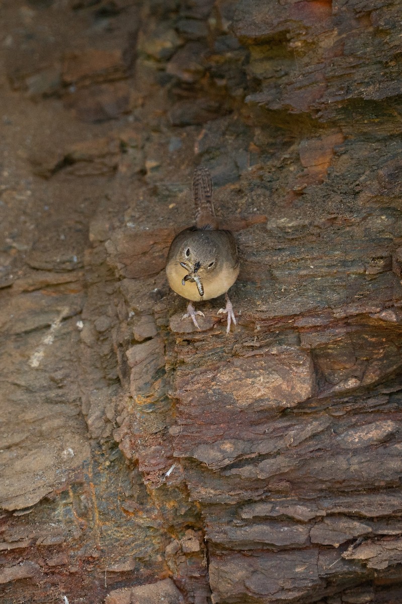 Southern House Wren - ML645239369