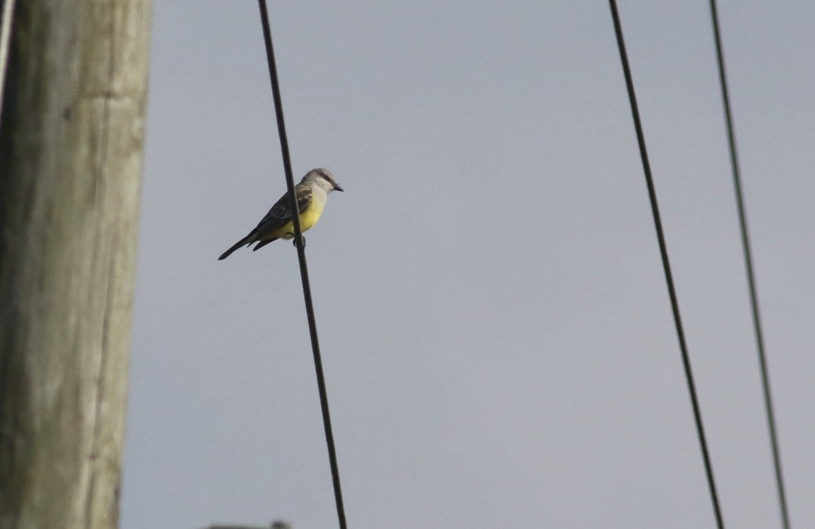 ニシタイランチョウ - ML645239372